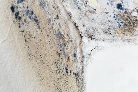 Best Mold Damage Restoration in Perry Park, CO